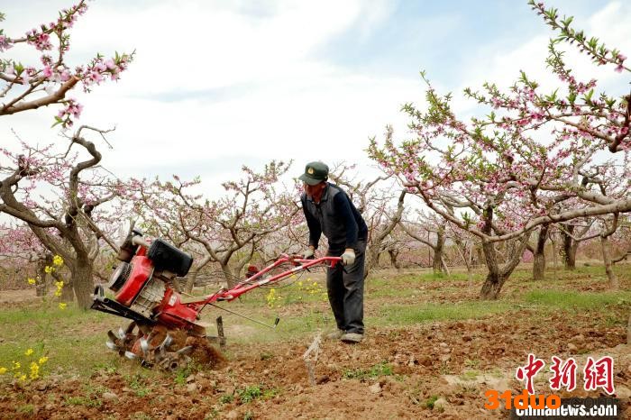图为桃树林间劳作的村民。 石延寿 摄