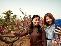 “以株成林”青海东部门户引种“桃花源”致富