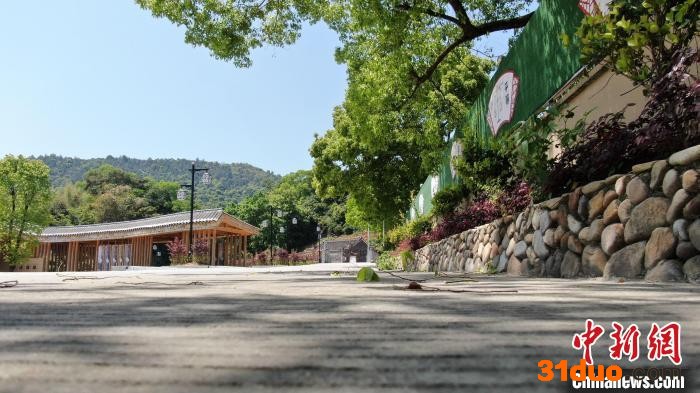新楼村洁净道路花香诱人。 褚子强 供图