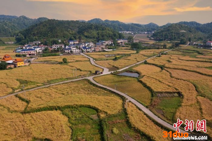 5月6日，江西省萍乡市芦溪县南坑镇山田村种植的700多亩油菜进入收获季节，漫山遍野，仿佛金色海洋。 刘芸池 摄