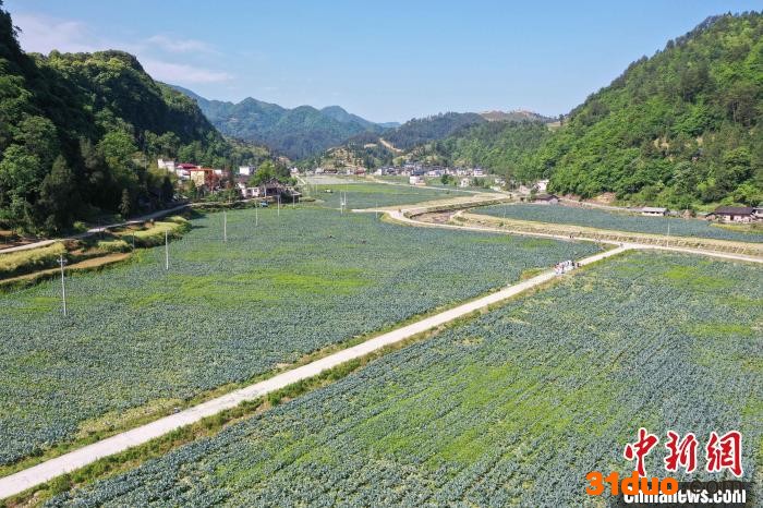 双屯村西兰花种植基地。 李鹤 摄