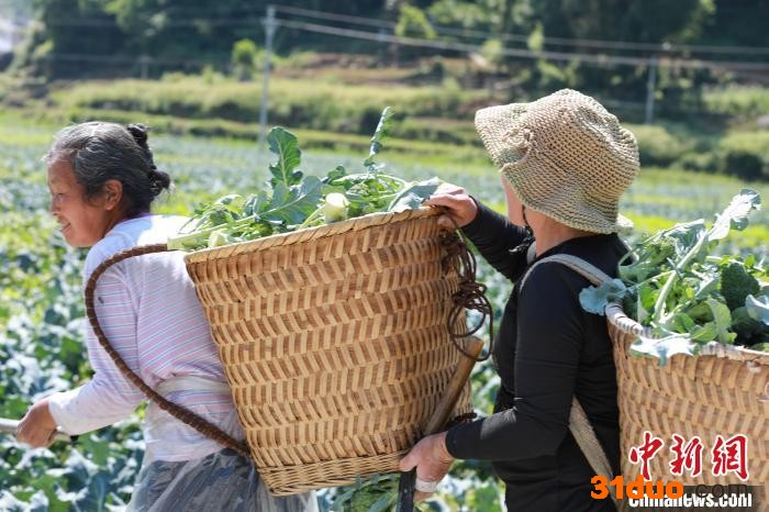 村民在背运采摘的西兰花。 李鹤 摄