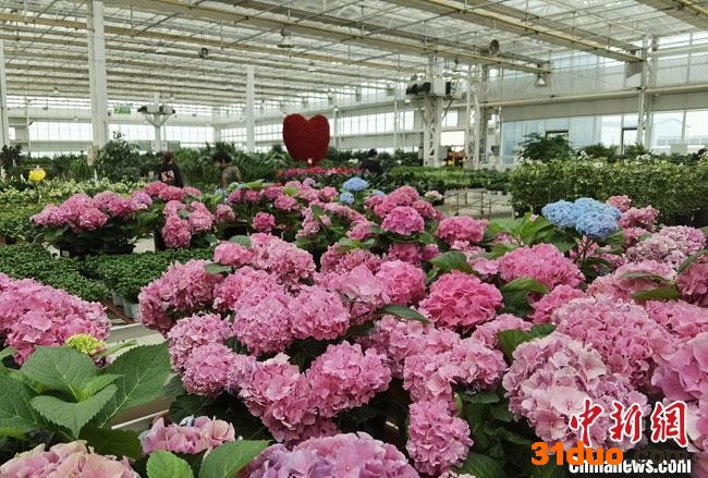 图为4月底，兰州新区现代农业示范园花卉产业基地花团锦簇。 冯志军 摄