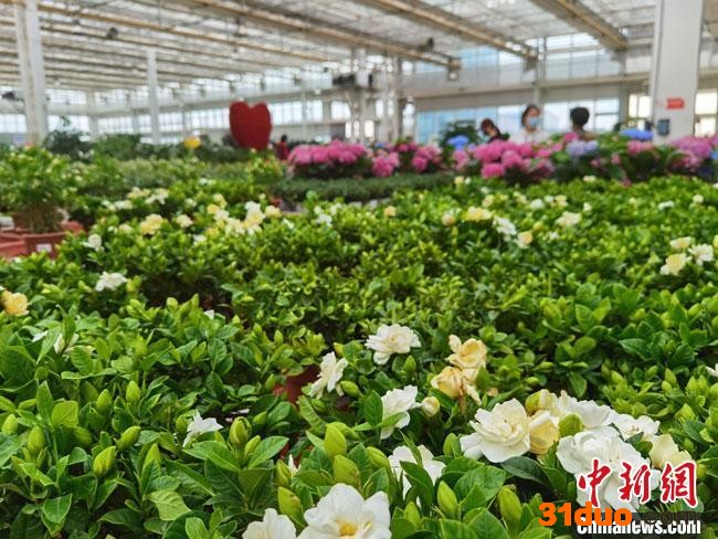 图为4月底，兰州新区现代农业示范园花卉产业基地，百花齐放、争奇斗艳。 冯志军 摄