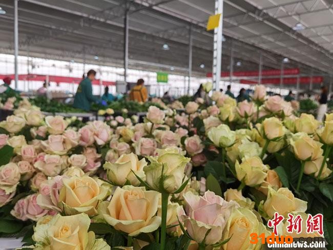 图为兰州新区现代农业示范园花卉产业基地，满眼的鲜花绚丽而娇艳，前来赏花、买鲜花的顾客络绎不绝。 冯志军 摄