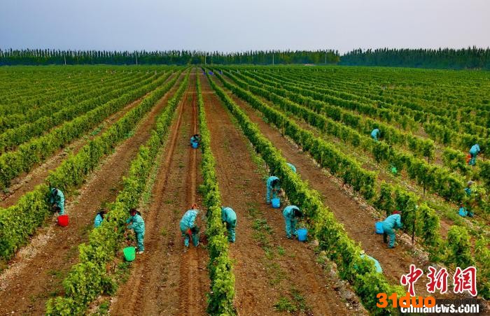 贺兰山下的酿酒葡萄种植基地。 银川市委宣传部供图