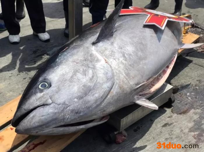 台湾2022屏东黑鲔鱼文化观光季开幕式4月7日在东隆宫广场前举行。 台湾《联合报》图 记者潘欣中 摄。