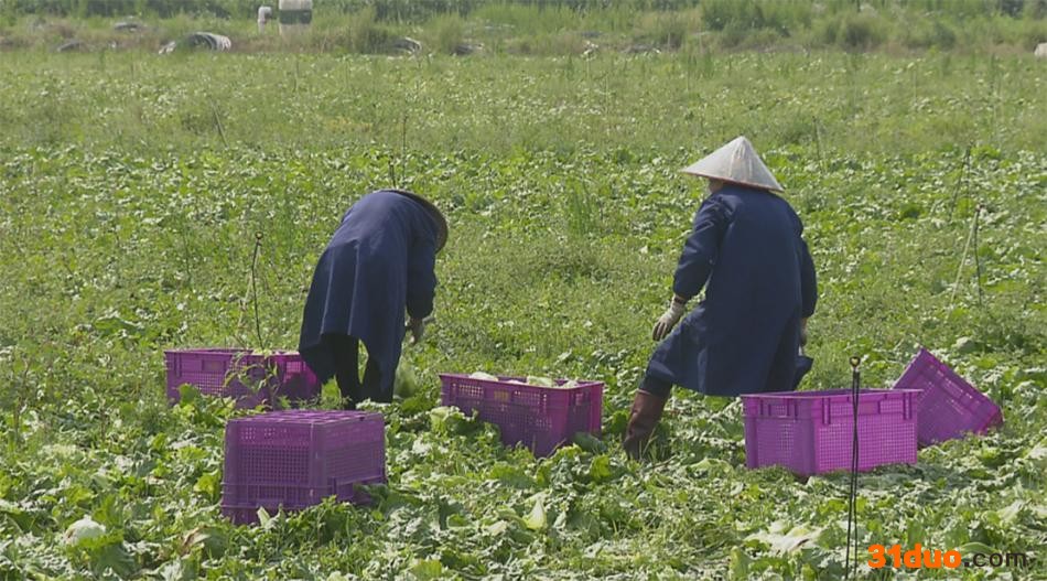 上海金山廊下的蔬菜基地 本文图片均由金山区提供