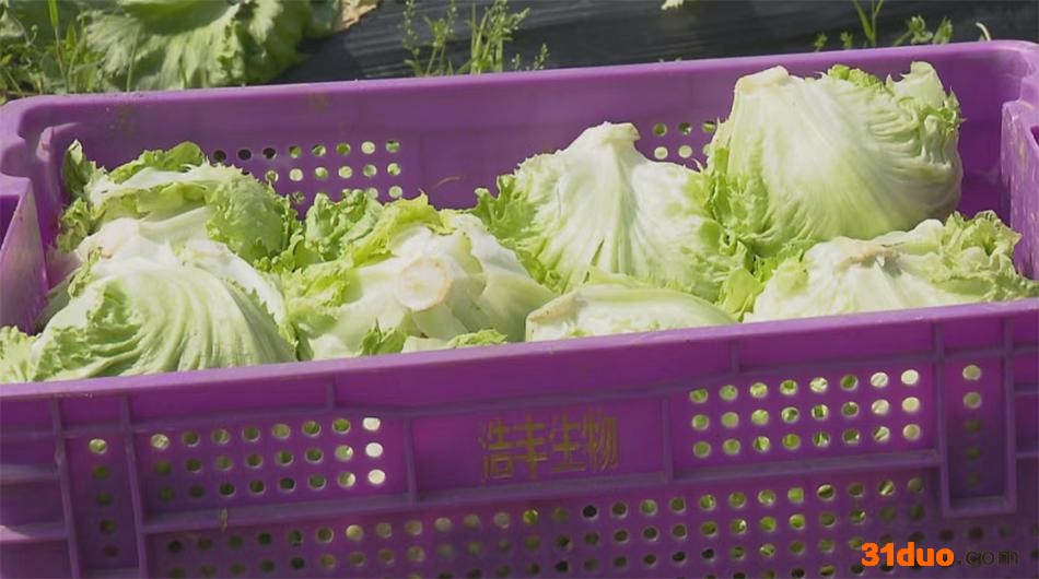 金山廊下的生菜