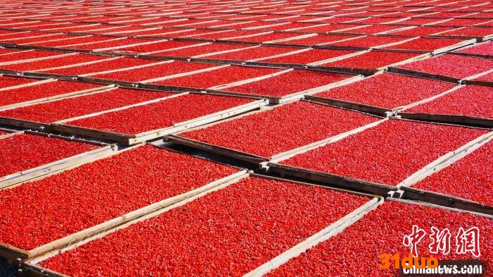 图为柴达木枸杞采摘后进行晾晒。(资料图) 孙睿 摄