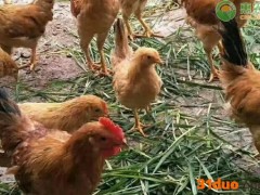 土鸡一般多少斤一只？和饲料鸡有什么区别？