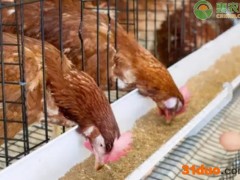 饲料鸡有营养吗？和散养鸡有什么区别？