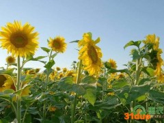 立夏前后农事安排一览