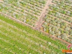 栽植面积近2万亩 文冠果成河北邱县农民致富“金果果”