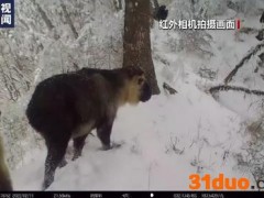 我国生态保护见成效 海南虎斑鳽等珍稀动物频现身