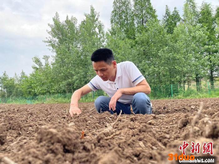 南县农业农村局农业技术推广研究员童中全现场指导播种技术。 宋梅 摄