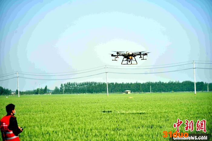 在山东省聊城市茌平区贾寨镇镇草林张村田间，技术人员操作着植保机在给麦田进行“一喷三防”作业。 赵玉国 摄