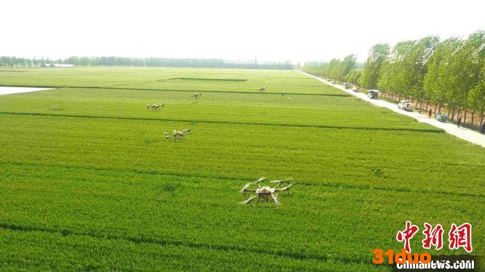 5月3日，在山东省聊城市茌平区洪官屯镇洪屯村田间，技术人员操作着植保机在给麦田进行“一喷三防”作业。 赵玉国 摄