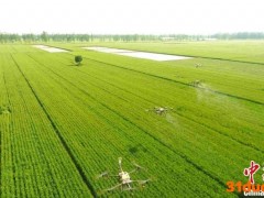 山东稳保“菜篮子” 蔬菜生产供应量日均可达30万吨左右