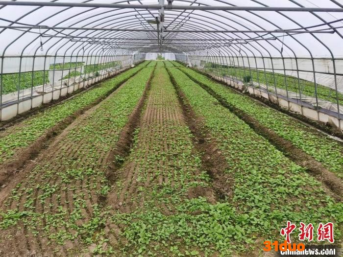 上海松丰蔬果专业合作社保质保价守“沪”16所高校餐桌 受访者供图