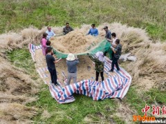 筛选干净的油菜籽就可以装袋搬运回仓了 胡国权 摄