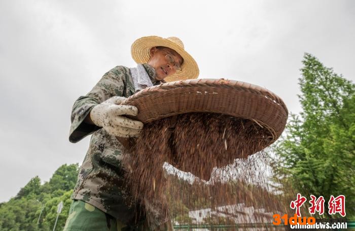 为了筛除油菜壳、茎等杂物，村民还会对部分油菜籽用细眼竹篾箩再次筛淘 胡国权 摄