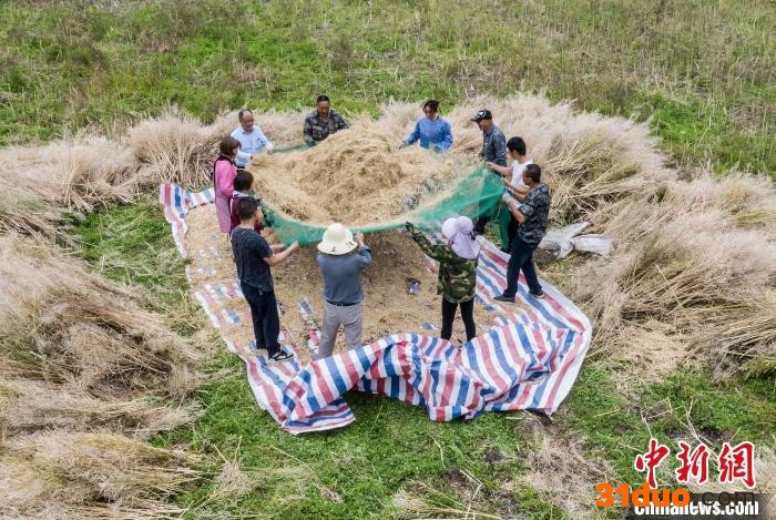 当地村民保留着传统的采收方式兜网筛粒 胡国权 摄