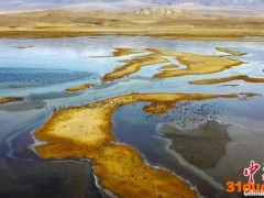 新疆巴音布鲁克草原风光旖旎 飞鸟翔集牛羊肥(图)