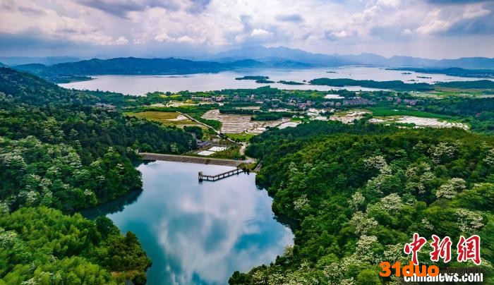 山林之中，漫山遍野的白色泡桐花成了初夏一道靓丽风景。 赵春亮 摄