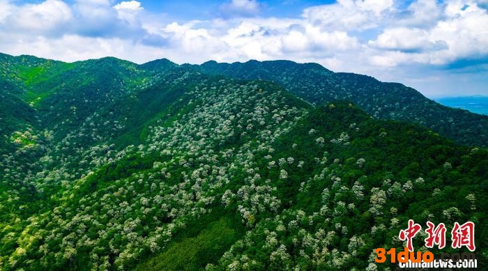 漫山遍野的野生泡桐花开，花白如雪“飘”在绿水青山中，成为夏初一道独特的风景线。 赵春亮 摄