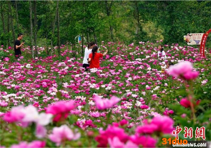 芍药花海吸引游客前来打卡拍照。 胡宇 摄