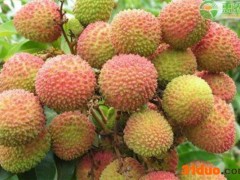 荔枝三杰是哪三杰？
