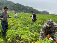 福建福鼎市:全生物降解膜助马铃薯亩增产1000斤