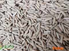 哪种方法可以在储存大米时防止生虫？
