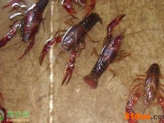 小龙虾头部里的黄是什么？可以吃吗？