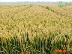 2022端午节小麦价格多少钱一斤？