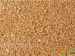 2022河北小麦价格多少钱一斤？