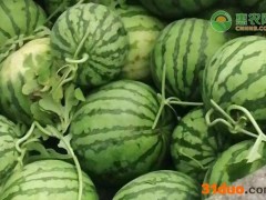 8424西瓜产地在哪？8424西瓜和甜王西瓜的区别是什么？