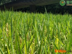 2022端午节水稻价格多少钱一斤？