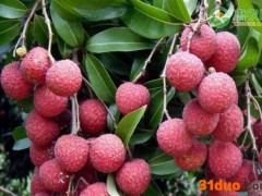 荔枝多少钱一斤？是什么季节的水果？