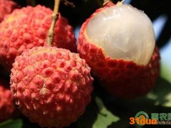 2022深圳南山荔枝价格多少钱一斤？