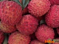 2022荔枝王价格多少钱一斤？