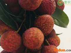 宜宾大塔荔枝价格多少钱一斤？