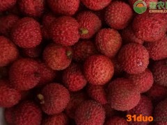 九湖兰竹荔枝的品种特点介绍
