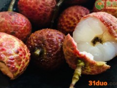 广西灵山荔枝多少钱一斤？