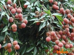双肩玉荷包荔枝介绍