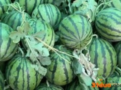 南汇8424西瓜一般多重？南汇8424和麒麟瓜的区别是什么？