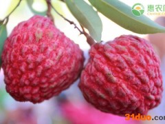 灵山荔枝几月份成熟？多少钱一斤？