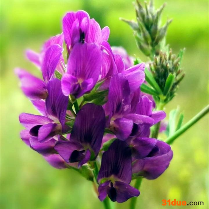 苜蓿种子批发零售 紫花苜蓿种子种植 苜蓿种子价格