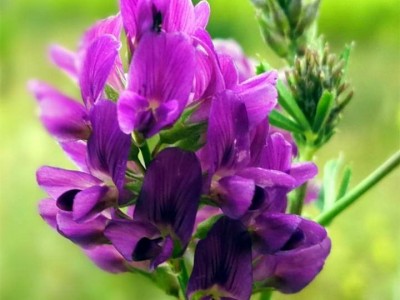 苜蓿种子批发零售 紫花苜蓿种子种植 苜蓿种子价格